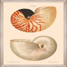 Κάδρο Deliciae Naturae Vi Fa13358 35X50Cm Beige-Orange Mindthegap Κάθετοι Wood