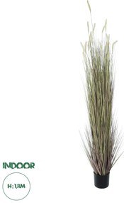 21104 GloboStar® Artificial Garden BEIGE LAGURUS 21104 Διακοσμητικό Φυτό Μπεζ Λαγοουρά Υ180cm