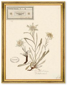 Κάδρο Herbarium Alpinium I FA13455 35x50cm Multi MindTheGap Vertical Wood, Glass