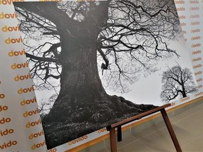 Εικόνα συμβίωση δέντρων σε μαύρο & άσπρο - 120x80