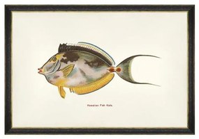 Κάδρο Fishes Of Hawaii - Kala Fish FA13206 60X40 MindTheGap Οριζόντιοι Ξύλο