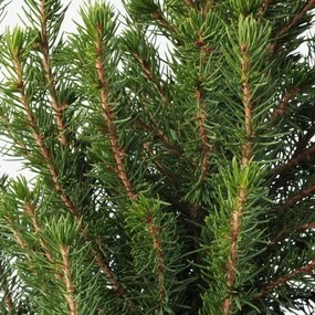 PICEA GLAUCA CONICA φυτό σε γλάστρα/Έλατο, 23 cm 205.878.44