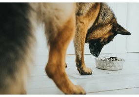 Ταΐστρα σκύλων Hunter Σιλικόνη Ανοξείδωτο ατσάλι 1,05 L