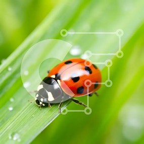 Intra Συλλεκτικό Ξύλινο Παζλ Plywood 4mm - Κοντινό πλάνο μιας πασχαλίτσας στο γρασίδι Σε Ξύλινο Κουτί - Διαστάσεις: 10x10 cm – 25 κομμάτια