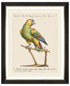 Κάδρο Parrots Of Brasil VII FA13217 40X50 MindTheGap Οριζόντιοι Wood