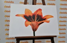 Εικόνα πορτοκαλί κρίνος - 90x60