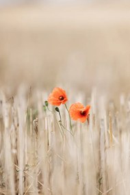 Φωτογραφία Summer Poppies, Mareike Bohmer