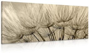 Εικόνα σπόρους πικραλίδας σε σχέδιο σέπια - 100x50