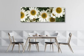 Εικόνα από λουλούδια χαμομηλιού - 120x40