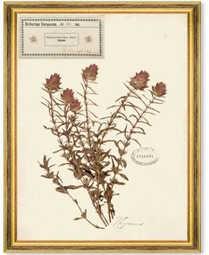 Κάδρο Herbarium Alpinium IX FA13463 35x50cm Multi MindTheGap Κάθετοι Ξύλο,Γυαλί