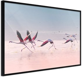 Αφίσα - Flamingos Breaking into a Flight - 45x30 - Μαύρο - Χωρίς πασπαρτού