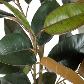 Διακοσμητικό Φυτό PVC Σίδερο Ficus 49 x 45 x 125 cm