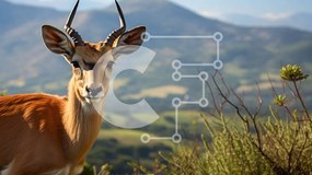 Intra Συλλεκτικό Ξύλινο Παζλ Plywood  4mm - Αρσενικό Springbok που στέκεται στην Grassy Hillside Σε Ξύλινο Κουτί - Διαστάσεις: 10x10 cm – 25 κομμάτια