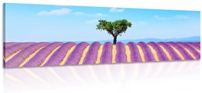 Εικόνα χωράφι με λεβάντα της Προβηγκίας - 150x50