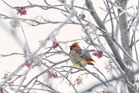 Φωτογραφία Waxwing, Konstantin Selezenev