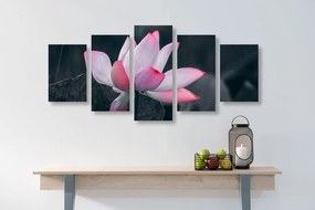 Εικόνα 5 τμημάτων μαλακό λουλούδι λωτού - 100x50