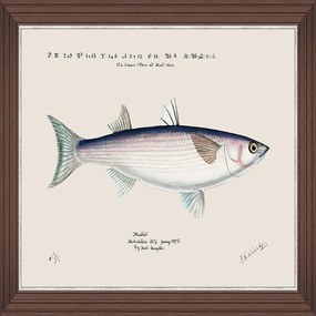Κάδρο Mediterranean Fish - Grey Mullet By F Clark Fa13376 50X35Cm White-Blue Mindthegap Horizontal Wood