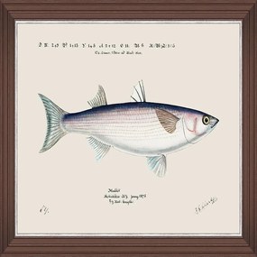 Κάδρο Mediterranean Fish - Grey Mullet By F Clark Fa13376 50X35Cm White-Blue Mindthegap Horizontal Ξύλο