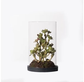 Τεχνητό Φυτό Σέντουμ Cauticola 15 εκ. 4260-6 Supergreens-4260-6-Πράσινο 4260-6