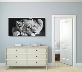 Εικόνα ενός λιονταριού σε ασπρόμαυρο - 120x60