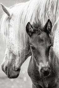 Φωτογραφία The Foal, Jacky Parker