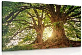 Εικόνα μεγαλοπρεπή δέντρα - 120x80