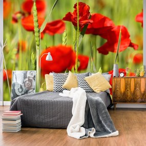 Φωτοταπετσαρία - Cereal field with poppies 250x193