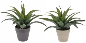 Φυτό Aloe  (2 τεμάχια)