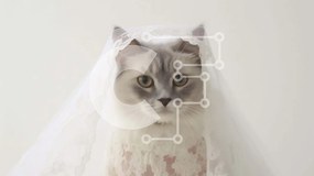 Intra Συλλεκτικό Ξύλινο Παζλ Plywood  4mm - Γκρι και λευκή γάτα με κομψό πέπλο γάμου Σε Ξύλινο Κουτί - Διαστάσεις Puzzle: 10x10 cm – 25 κομμάτια