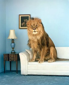 Φωτογραφία Lion sitting on couch, Matthias Clamer