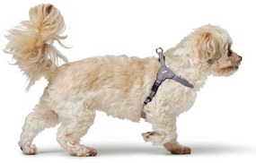 Λουρί Σκύλου Hunter SOHO MINI Λιλά