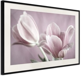 Αφίσα - Pastel Tulips I - 45x30 - Μαύρο - Με πασπαρτού