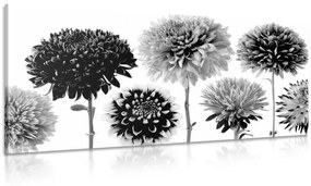 Εικόνα λουλουδιών ντάλιας σε διάφορα σχέδια σε ασπρόμαυρο - 120x60