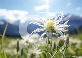 Intra Συλλεκτικό Ξύλινο Παζλ Plywood 4mm - Λευκό λουλούδι στο Λιβάδι με τα βουνά Σε Ξύλινο Κουτί - Διαστάσεις: 10x10 cm – 25 κομμάτια