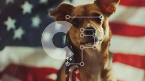 Σετ των 2 Intra Συλλεκτικό Ξύλινο Παζλ Plywood 4mm - Περίεργος καφέ σκύλος με αμερικανική σημαία Σε Ξύλινο Κουτί - Διαστάσεις: 10x10 cm – 25 κομμάτια