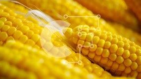 Intra Συλλεκτικό Ξύλινο Παζλ Plywood  4mm - Κοντινή όψη του Yellow Corn on the Cob Σε Ξύλινο Κουτί - Διαστάσεις: 10x10 cm – 25 κομμάτια