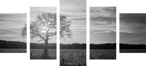 Εικόνα 5 μερών ενός μοναχικού δέντρου σε ασπρόμαυρο