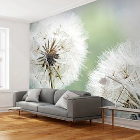 Φωτοταπετσαρία - Two dandelions 250x193