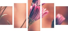 Εικόνα 5 μερών λεπτές ροζ μαργαρίτες - 200x100