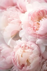 Intra Συλλεκτικό Ξύλινο Παζλ Plywood 4mm - Κοντινό πλάνο ροζ παιώνιες Σε Ξύλινο Κουτί - Διαστάσεις Puzzle: 10x10 cm – 25 κομμάτια