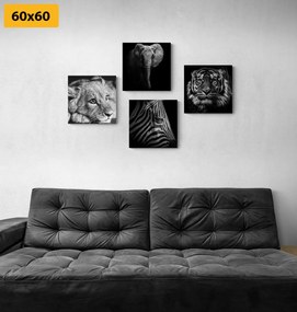 Σετ εικόνων με άγρια ​ζώα σε ασπρόμαυρο σχέδιο - 4x 40x40