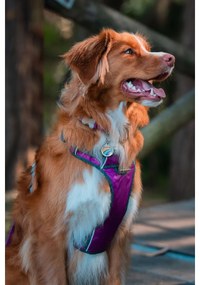 Λουρί Σκύλου Red Dingo Dingo 38-58 cm 46-63 cm Μωβ M