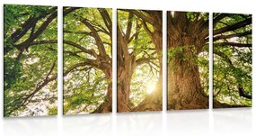 5 μέρη εικόνα μεγαλοπρεπή δέντρα - 100x50