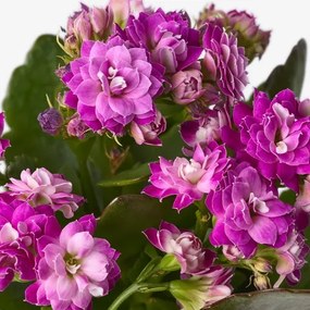 KALANCHOE φυτό σε γλάστρα/Καλαγχόη, 6 cm 005.822.96