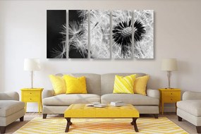 5 μέρη εικόνα σπόροι πικραλίδας σε μαύρο & άσπρο - 100x50