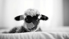 Σετ των 2 Intra Συλλεκτικό Ξύλινο Παζλ Plywood  4mm - Μαύρο και άσπρο πρόβατο ξαπλωμένο στο κρεβάτι Σε Ξύλινο Κουτί - Διαστάσεις: 10x10 cm – 25 κομμάτια