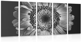 Εικόνα 5 μερών ασπρόμαυρη ζέρμπερα - 100x50