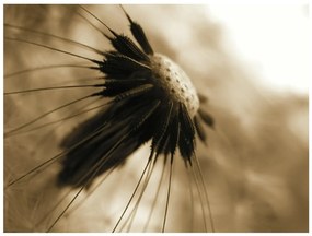 Φωτοταπετσαρία - dandelion - sepia 400x309