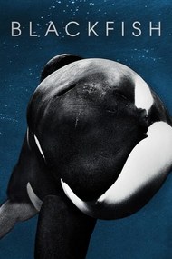 Εικονογράφηση Blackfish (2013)