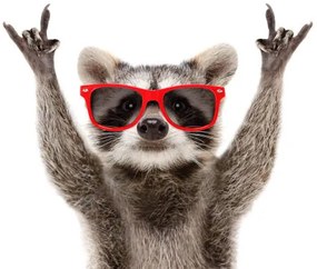 Φωτογραφία Portrait of a funny raccoon in, Sonsedska
